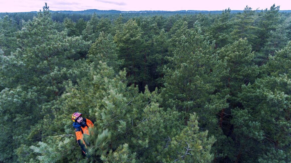 arborist sitting on top of a tree in the forest